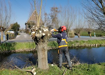 Groenvoorziening